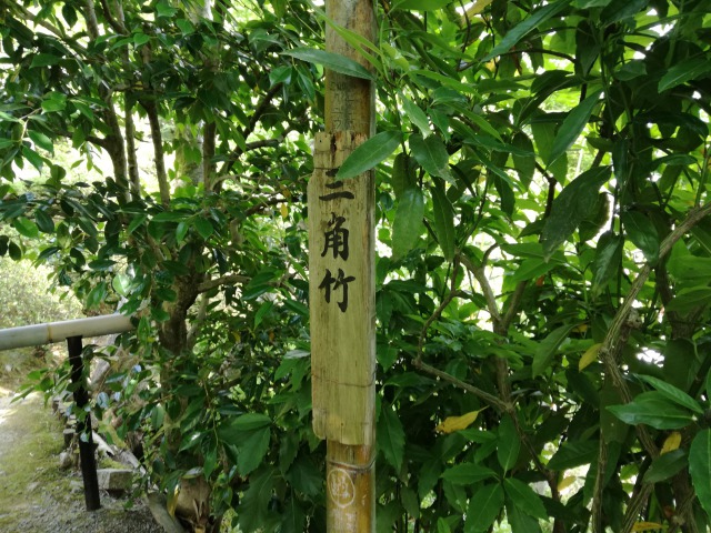 三角竹